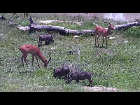 Djuma: Impalas, Warthogs and Nyalas - 11:02 - 12/11/21