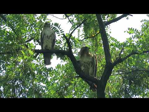 Red-tailed hawks hanging out in Tompkins Square Park