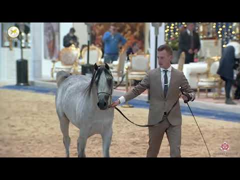 N 48 AL GHAZI AL RASHEDIAH   Straight Egyptian World Championship 2020   Colts 2 3 Years Old Class 6