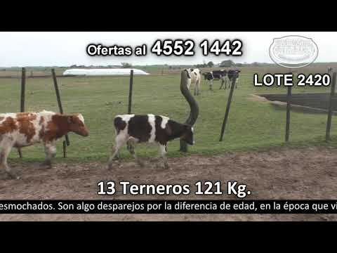 Lote 13 Terneros 8 HO,  3 HO Colorado y 2 JE c/  RA. 121kg -  en Cerro Esmeralda S.A. Cañada Nieto - Ruta 96 km 52 a 11 km de Palo Solo