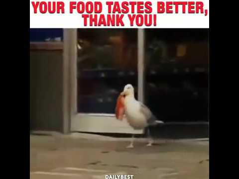 Die  schlauste Tiere der Welt