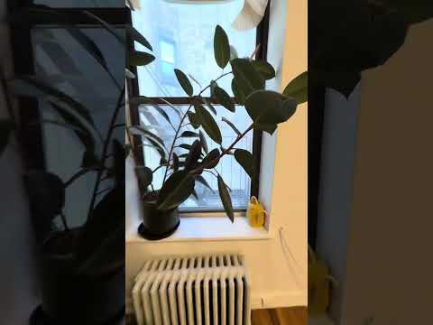 video 1