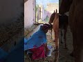 Alone Milking Cow Feeling Afraid Poop Calf आज अकेले गाय का दूध नि�
