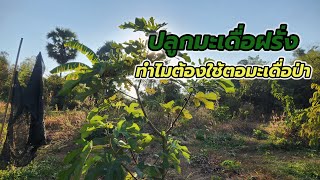ปลูกมะเดื่อฝรั่ง ทำไมต้องใช้ตอมะเดื่อป่า