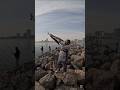 3KG Barracuda On A Hot Morning Al Zorah Fishing Fishingvideo Fishinglife Fish Fishingvideos