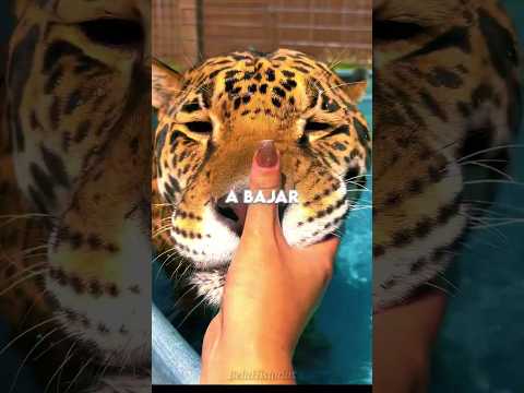 Jaguar Malcriado 🐆😅