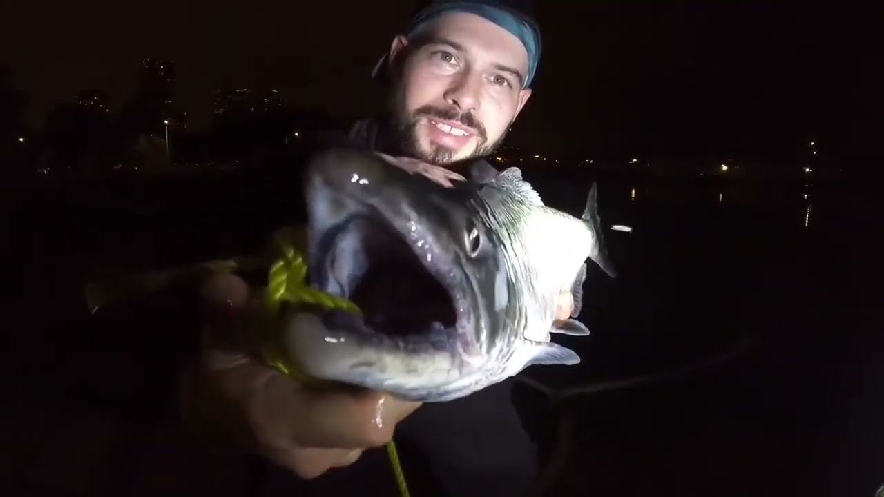 Chicago Salmon || Diversy Harbor shore Fishing for Salmon Fishing tips Chicago Lake Michigan
