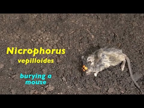 Spezielle Haustiere, Spinnen, Käfer, Maus und Ratte, trilingual