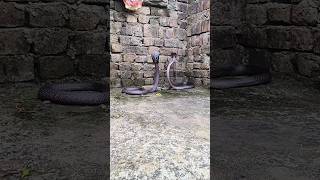 Download lagu Saya sama seperti Anda. mp3