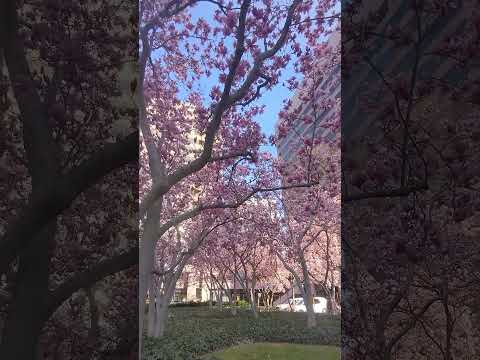 マグノリア グランディフローラ