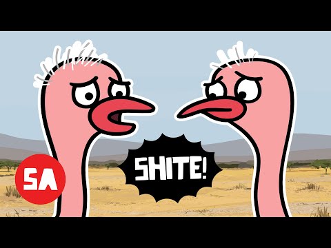 IRISH Ostriches Can’t Believe This Happened… (Heartbreaking Update) | Sminky Shorts: Tornado