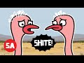 IRISH Ostriches Can T Believe This Happened Heartbreaking Update Sminky Shorts Tornado