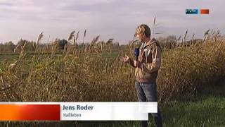 preview picture of video 'Haßleber Ried'