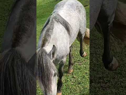 #bagual #riograndedosul #cavalos #criollo #tradição #trindadedosul