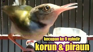 Download lagu 9 variasi prenjak lumut jantan gacor mp3 Download lagu 9 variasi prenjak lumut jantan gacor mp3