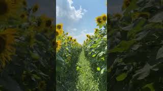あの夏へのひまわり畑 #癒し #asmr #散歩 #travel #ひまわり #自然 #絶景ポイント #映え #夏が始まった合図がした#あの夏へ #ジブリ好きな人と繋がりたい #ピアノ #アニメ