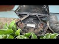Black Widow Lurking Inside Rodent Bait Station in Montgomery, NJ