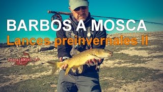 Barbos a mosca - Lances preinvernales II