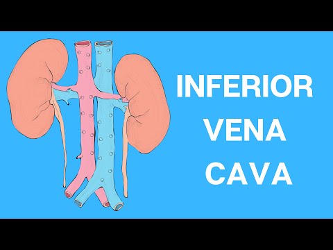 INFERIOR VENA CAVA: Anatomy and Function