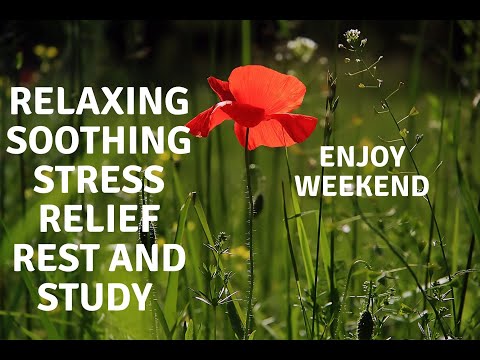 Relaxing And Soothing Music With Beautiful Field Of Flowers |nocopyright sound
