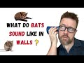 What Do Bats Sound Like in Walls? A Sound Odyssey.