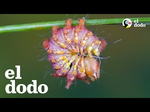 Transformación increíble de oruga a una Polilla Luna China | El Dodo