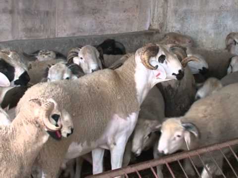 comment negocier au maroc