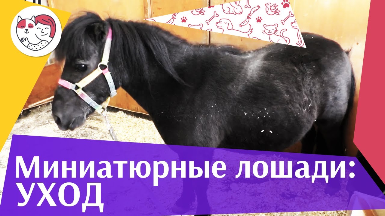 4 секрета ухода за мини-лошадьми на ilikepet