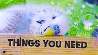 Budgie: Things You Need to get started?