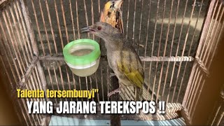 Download lagu TAK TERDUGA FAKTA MENARIK BURUNG MERBAH YANG JARAN... mp3