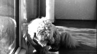 The Jesus Lizard - Needles For Teeth