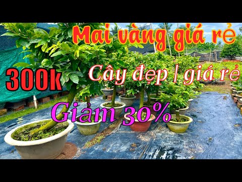 Mai vàng giá rẻ p59📲0379703239 Thuận, giảo thủ Đức, giảo nhung, báo giá 15 mã số mai vàng bonssai