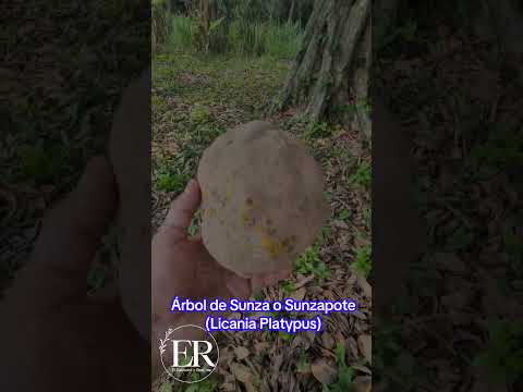 Árbol de Sunza o Sunzapote. Candelaria. Cuscatlán. El Salvador C.A. 🇸🇻 #aprendizaje #engelramos