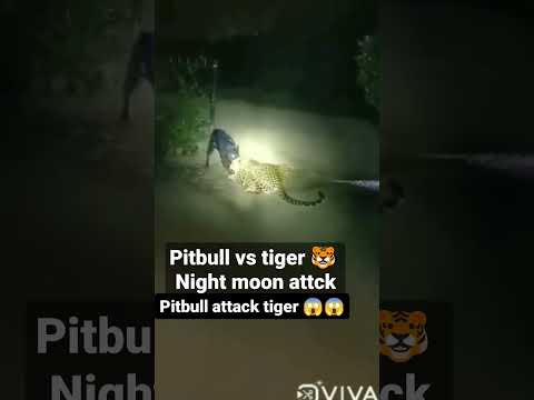 leopard vs pitbull fight 😱😱😱😱😱#viral #shorts #short #new leopard vs pitbull fight 😱 kti jhar