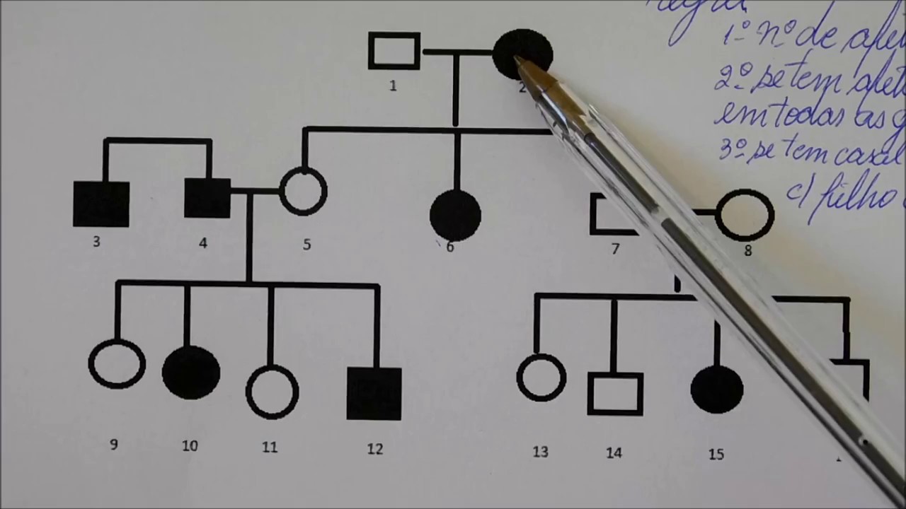 EXEMPLOS NA PRIMEIRA LEI DE MENDEL (GENÉTICA) | Angelo Vieira