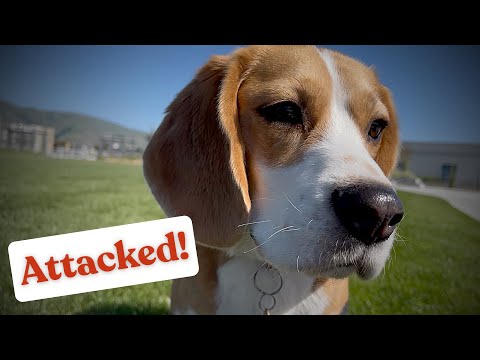 Oliver was attacked by a cat!