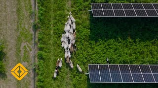 Grazing sheep at a solar farm | Rivian x Pivot Energy
