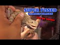 3 Tips On How To Tame An Angry Bearded Dragon Don T Get Bitten
