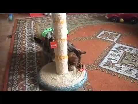 Bienvenida de Quantum