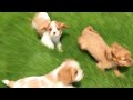Cavalier King Charles Spaniel dogs for sale: Patrick - Video 1