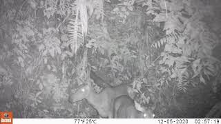 Download lagu Payau Kalimantan mp3 Download lagu Payau Kalimantan mp3