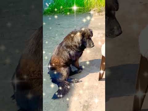 browny ke papa Jack  #trending #gaddi #dog #dogslover #shorts #viral #animals#laughing #pets#viral