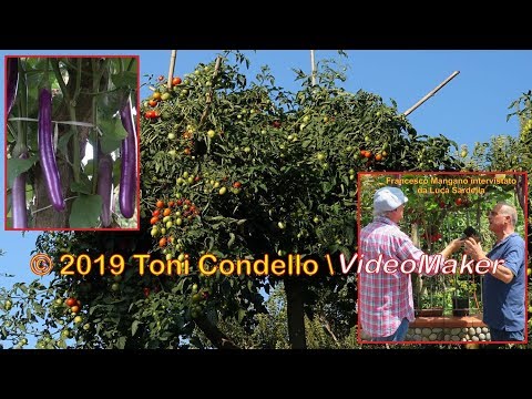 L’orto sull’albero 2019: innesti, fiori, frutti, raccolto. Taurianova RC - by ToniCondello2