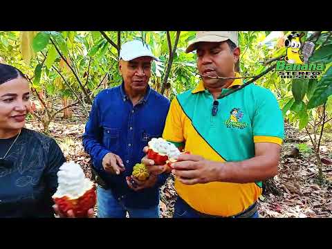 RUTA TURISTICA EN CHIGORODÓ - ENTRE MITOS Y LEYENDAS CON SABOR A CACAO.