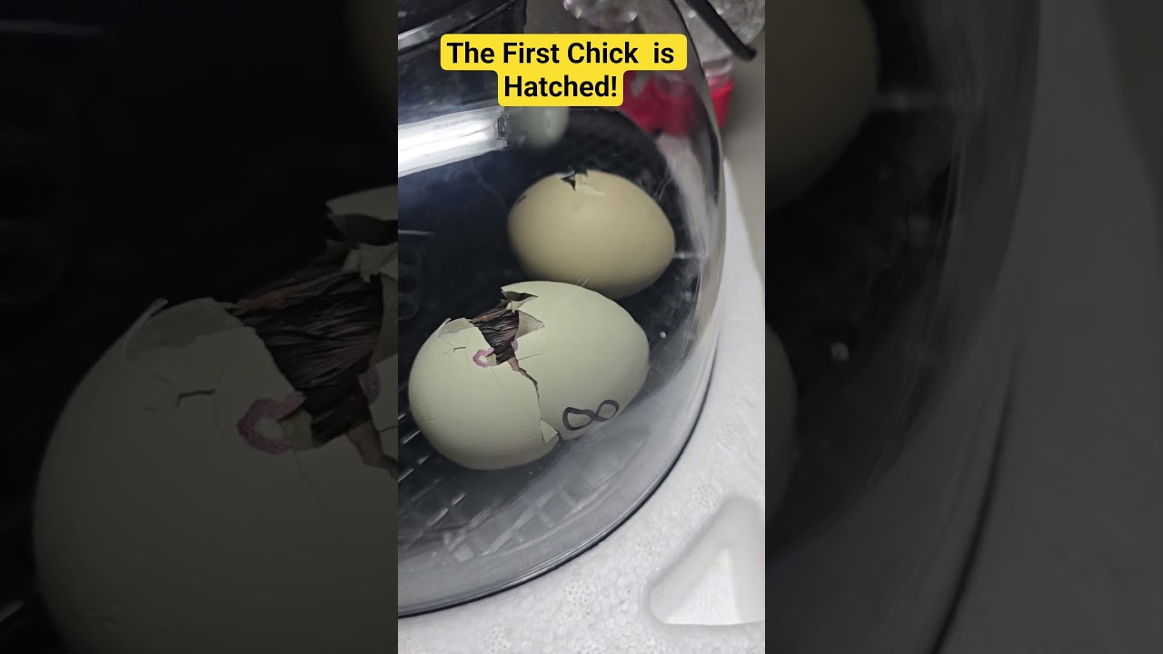 Baby Chick Live Birth! Watch Our Channel Live NOW! #backyardchickens #fun #hatching #chicken