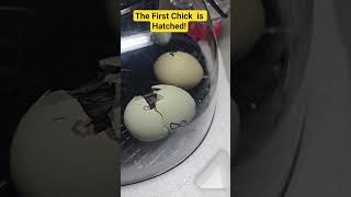 Baby Chick Live Birth! Watch Our Channel Live NOW! #backyardchickens  #fun #hatching #chicken