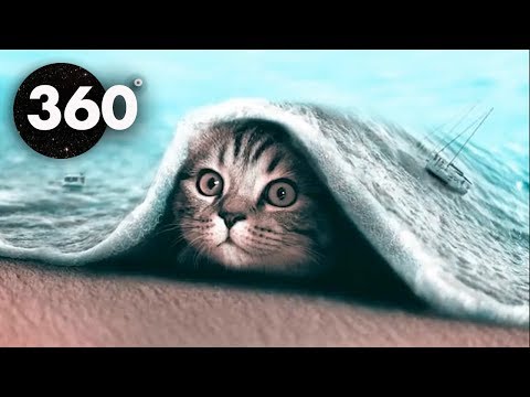 Chill-out Cats! 🎧 Chillhop / Mind Chill 360