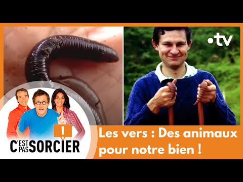 Worms: Animals for our benefit! - It's not rocket science [Complete]