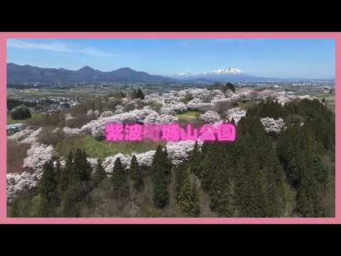 紫波町桜スポット①　🌸城山公園🌸