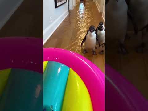 The importance of living in the moment!🤣今を楽しむことの大切さ！बिल्कुल अलग-अलग स्वभाव!#LiveInTheMoment#LiveWell